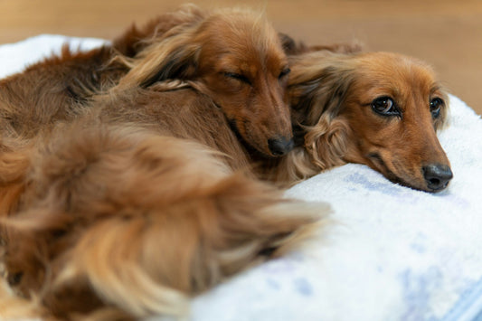 Choosing the Right Dog Bed and Size