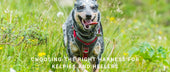 Right Harness for Kelpies and Heelers