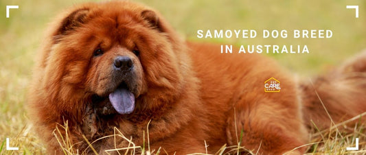 Chow Chow Dog Breed