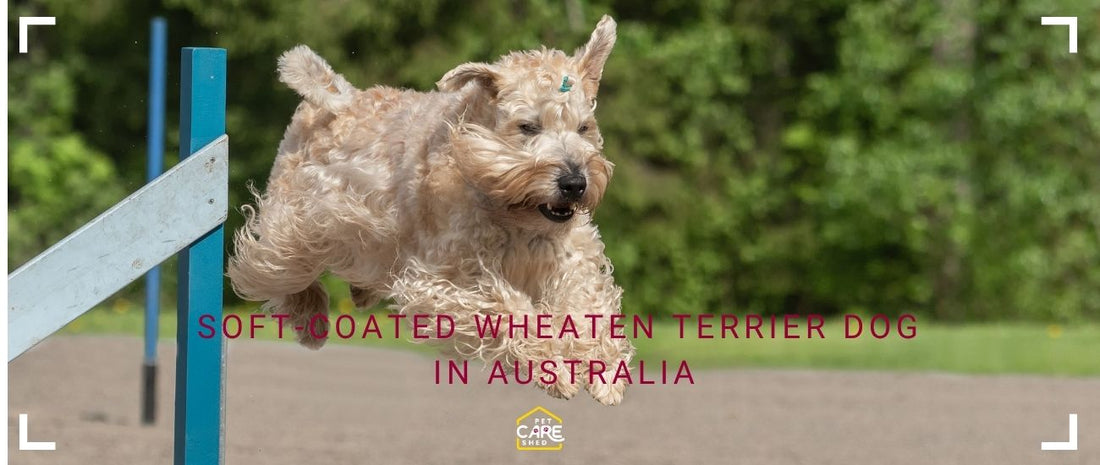 Soft-Coated Wheaten Terrier Dog in Australia