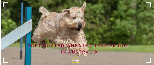 Soft-Coated Wheaten Terrier Dog in Australia