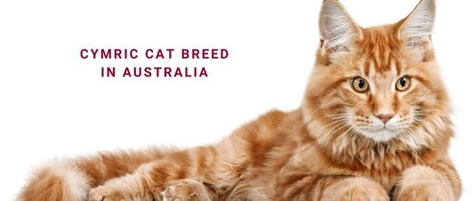 Cymric Cats in Australia: The Long-Haired Manx with a Tailless Twist