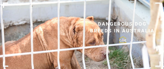Dangerous Dog Breeds in Australia: Legal Restrictions, Bans, and Your Rights