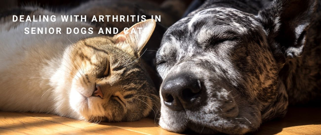 Dealing with Arthritis in Senior Dogs and Cats