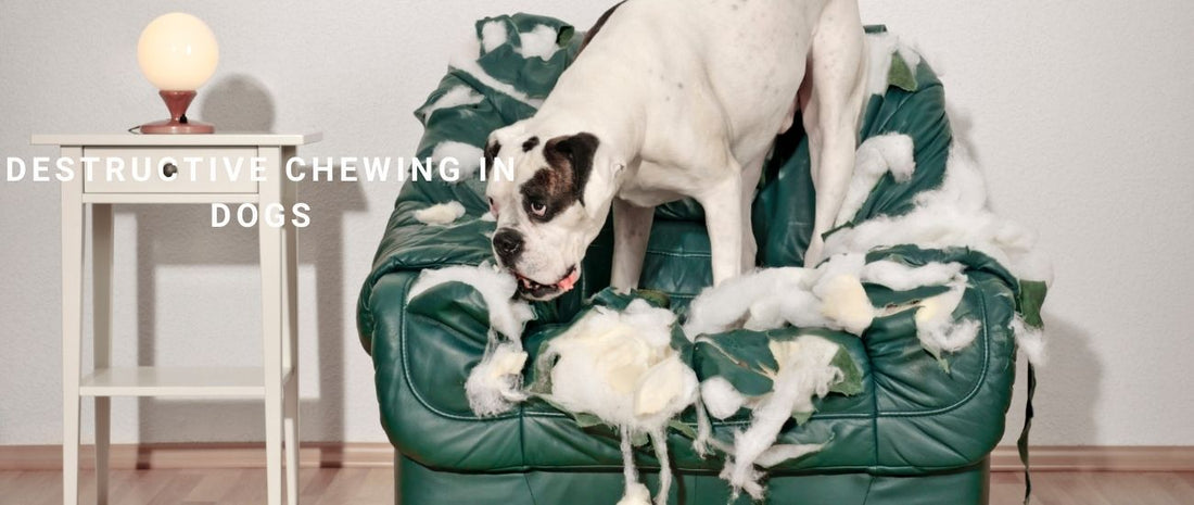 Destructive Chewing in Dogs
