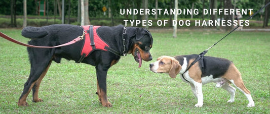 Different Types of Dog Harnesses