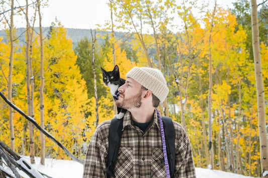 Do cats miss their owners