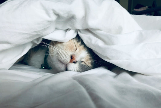 Do cats prefer open or closed beds