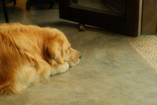Do dogs prefer bed or floor