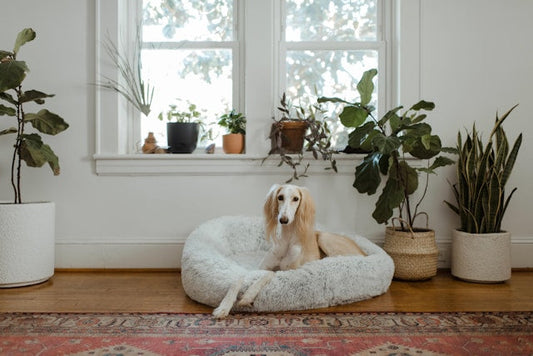 Do dogs prefer soft or hard beds
