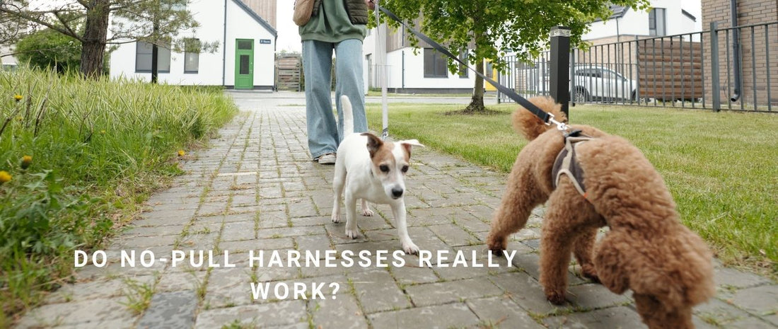 Do No-Pull Harnesses Really Work?