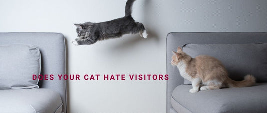 Does Your Cat Hate Visitors? Behavioural Anxiety and Training to Reduce Aggression