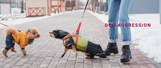 Dog Aggression Explained