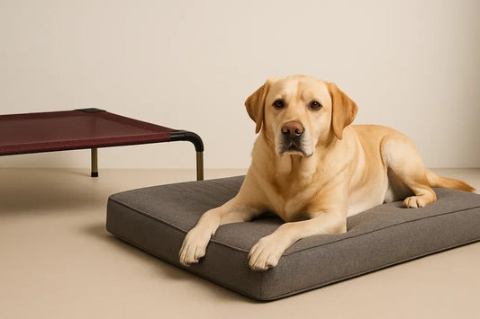Large dog on bed