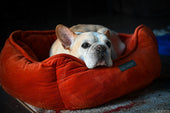 dog bed