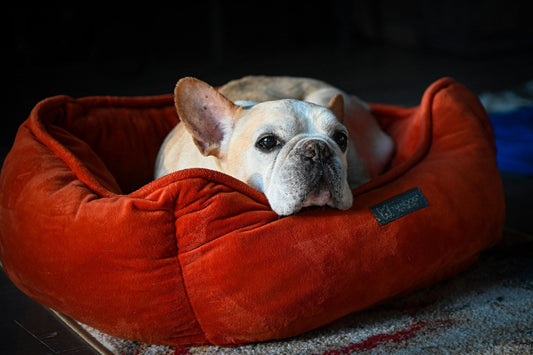 dog bed