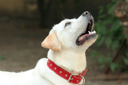 dog collar