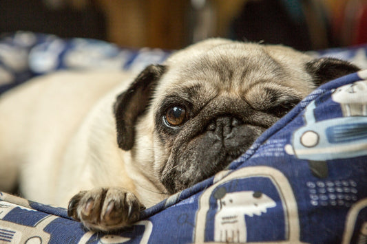 Dogs Dig Beds Before Sleeping