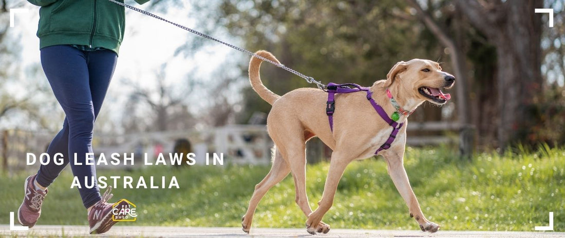 Dog Leash Laws in Australia