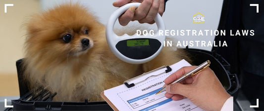 Dog Registration in Australia: State-by-State Legal Requirements Explained