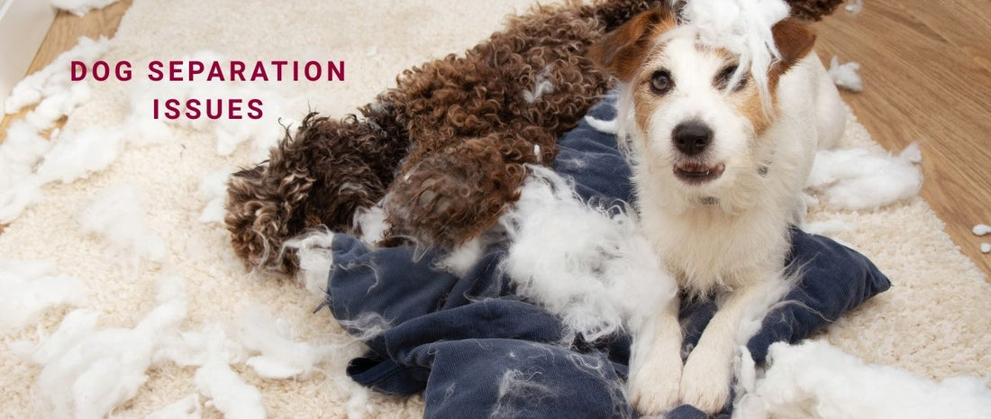 Dog Separation Issues