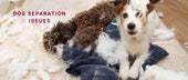 Dog Separation Issues