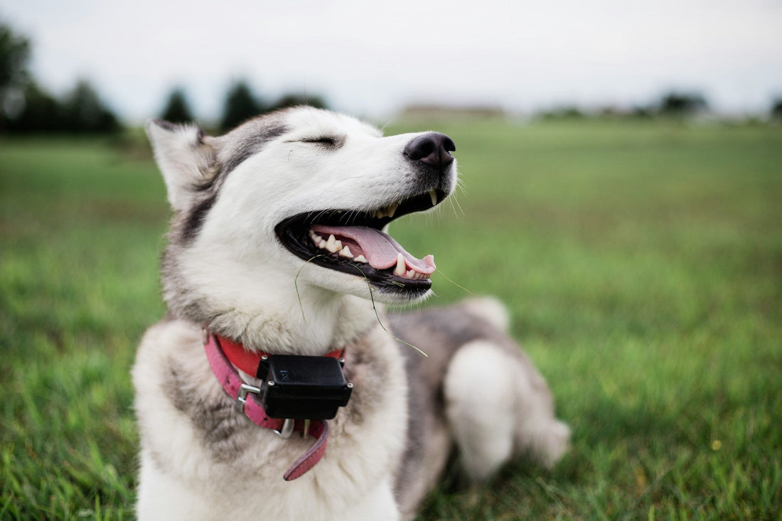 Dog Training Collars in Australia