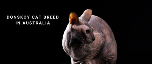 Donskoy Cats in Australia