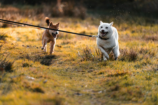 Double Dog Leash