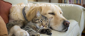 Early Signs of Illness in Dogs and Cats