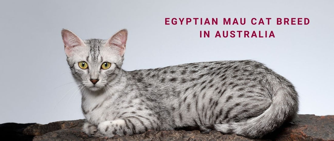 Egyptian Mau Cats in Australia