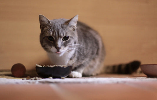 Orthopedic Cat Bowl