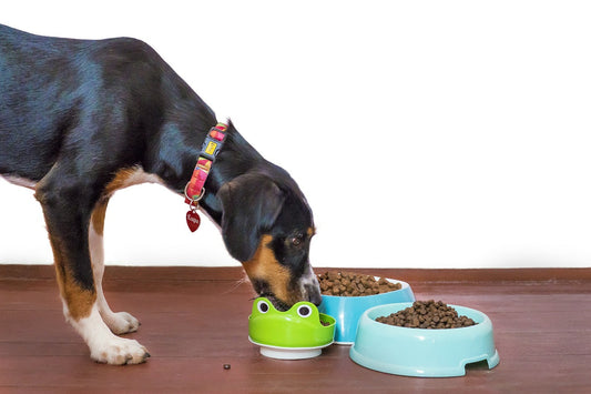 Elevated dog feeder