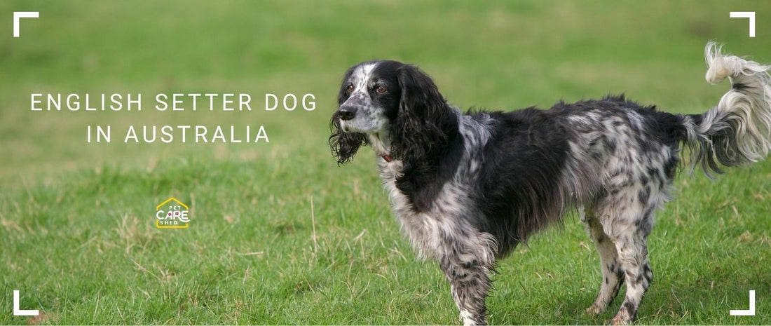 English Setter Dogs in Australia