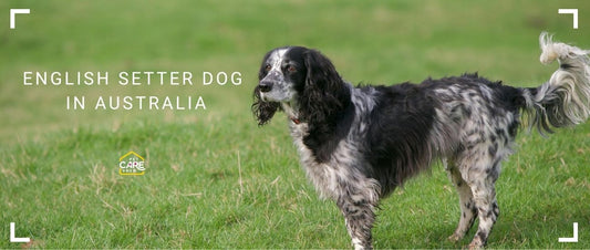 English Setter Dogs in Australia