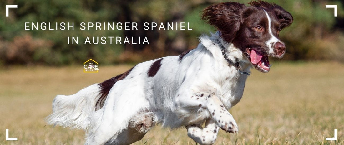 English Springer Spaniel Dog Breed