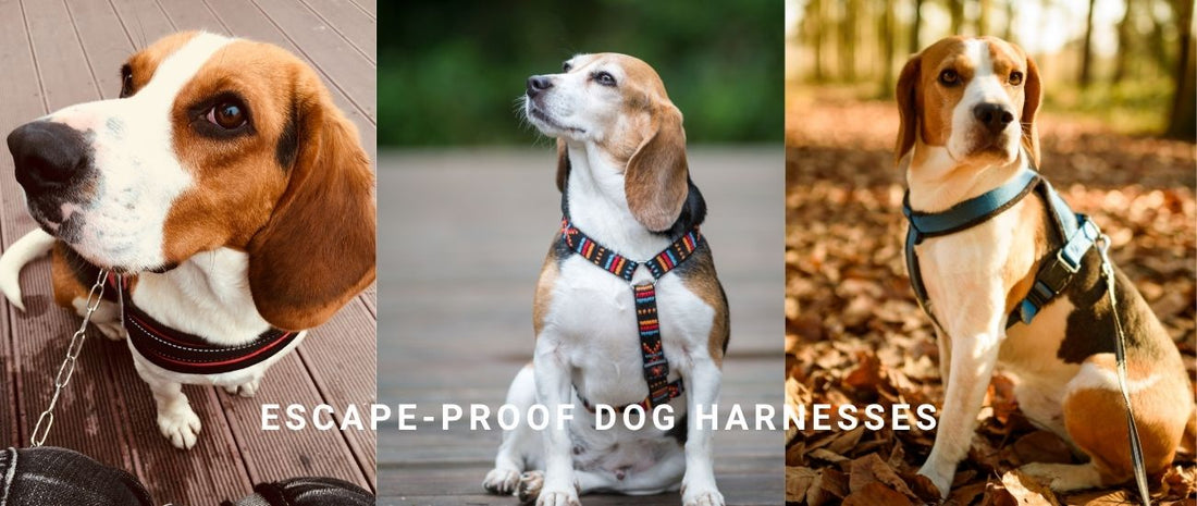 Proof Harnesses for Beagles, Jack Russells
