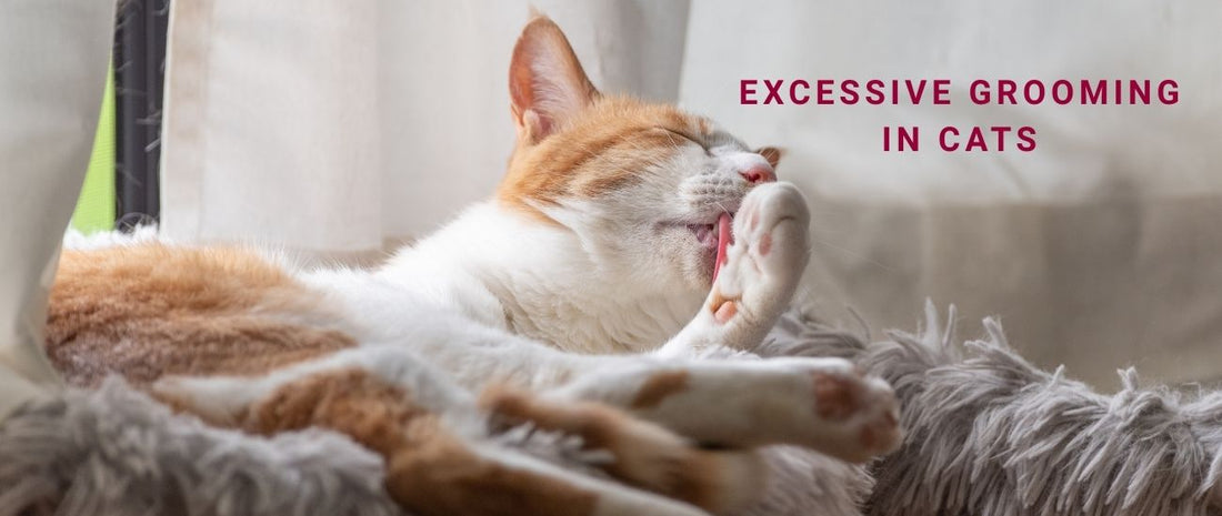 Excessive Grooming in Cats