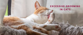 Excessive Grooming in Cats