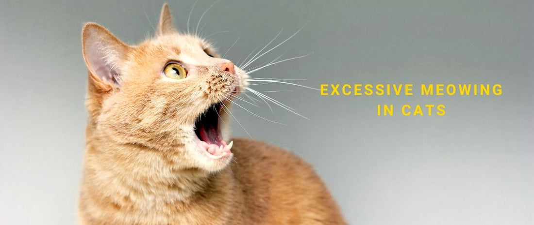 Excessive Meowing in Cats