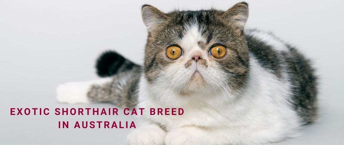 Exotic Shorthair Cat in Australia