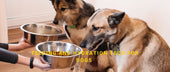 Feeding and Hydration Tech for Dogs
