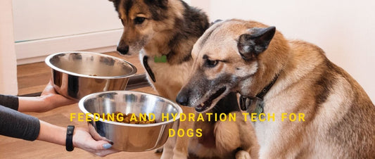 Feeding and Hydration Tech for Dogs