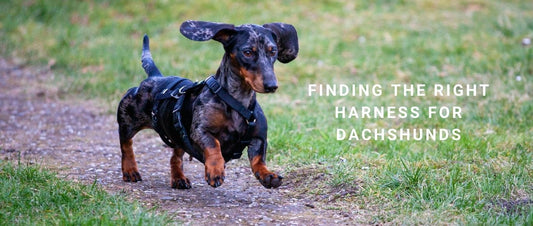 Finding the Right Harness for Dachshunds