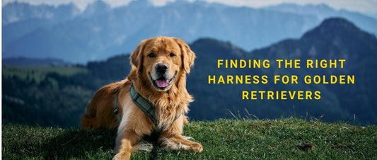 Harness for Golden Retrievers