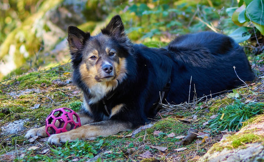 Finnish Lapphund Dog