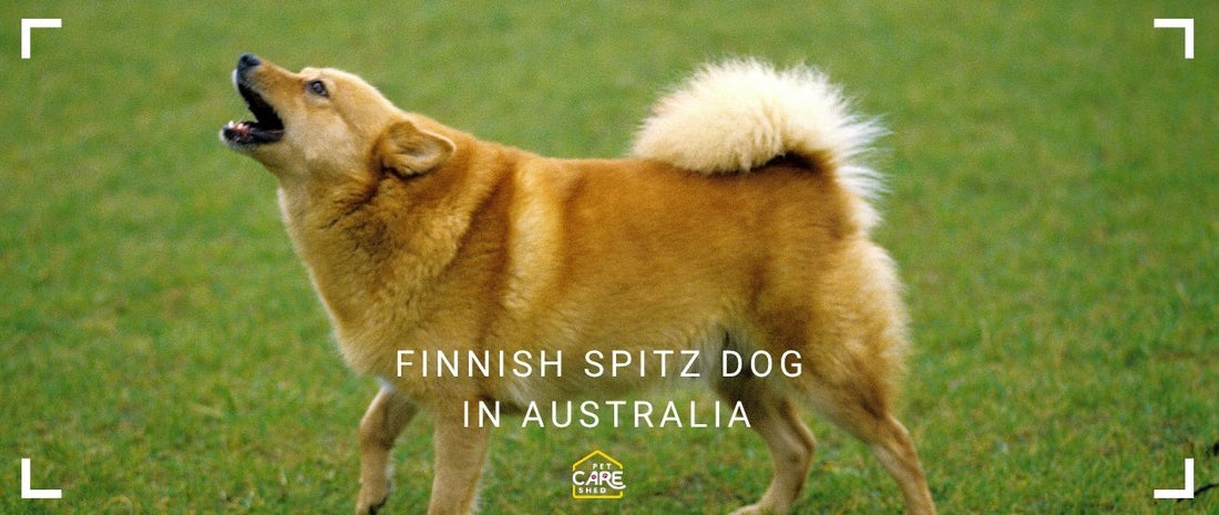 Finnish Spitz in Australia
