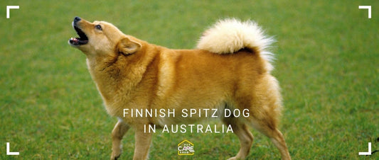 Finnish Spitz in Australia