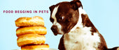 Food Begging in Pets