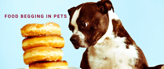 Food Begging in Pets